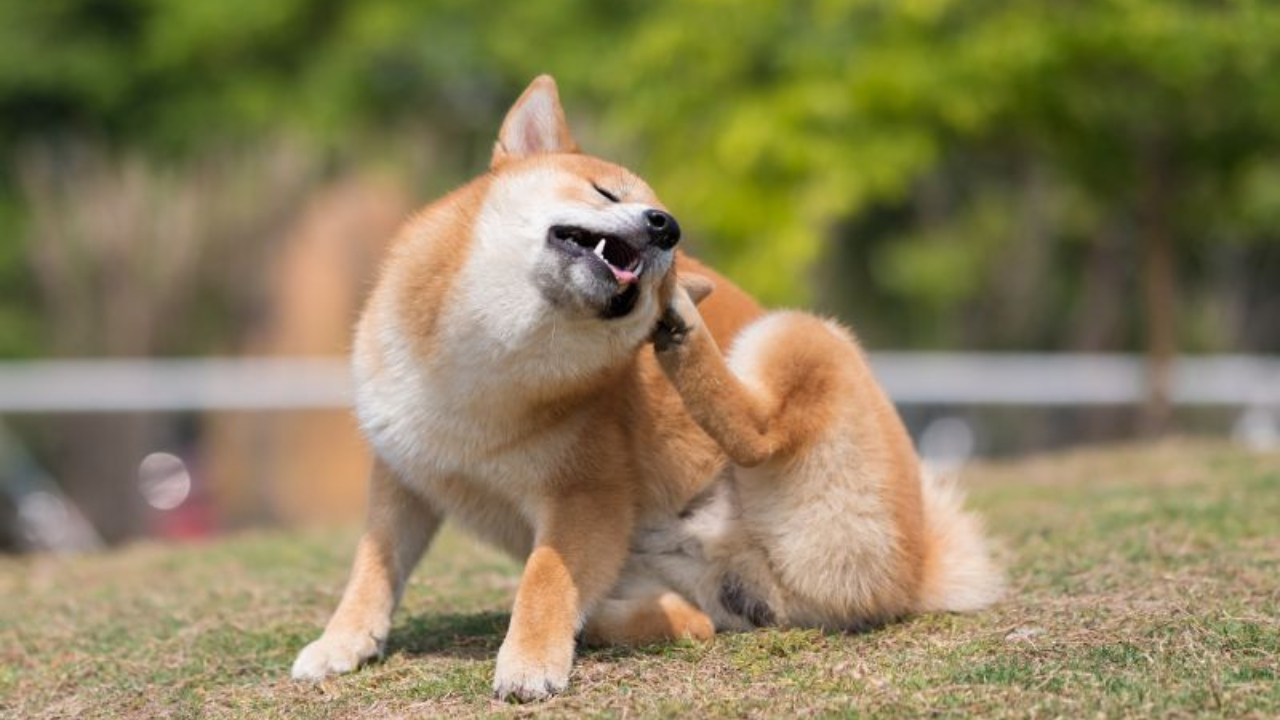 itchy dog