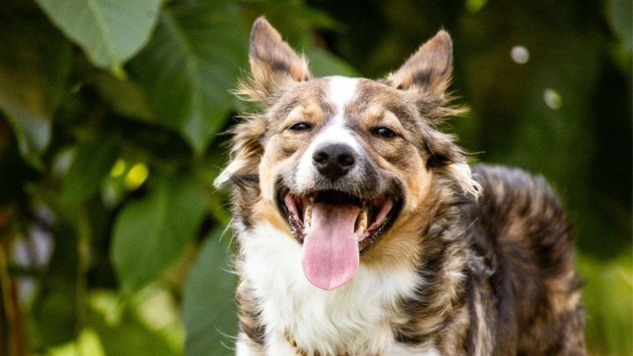 The Truth About Low-Fat Dog Diets: Why Ingredients Matter