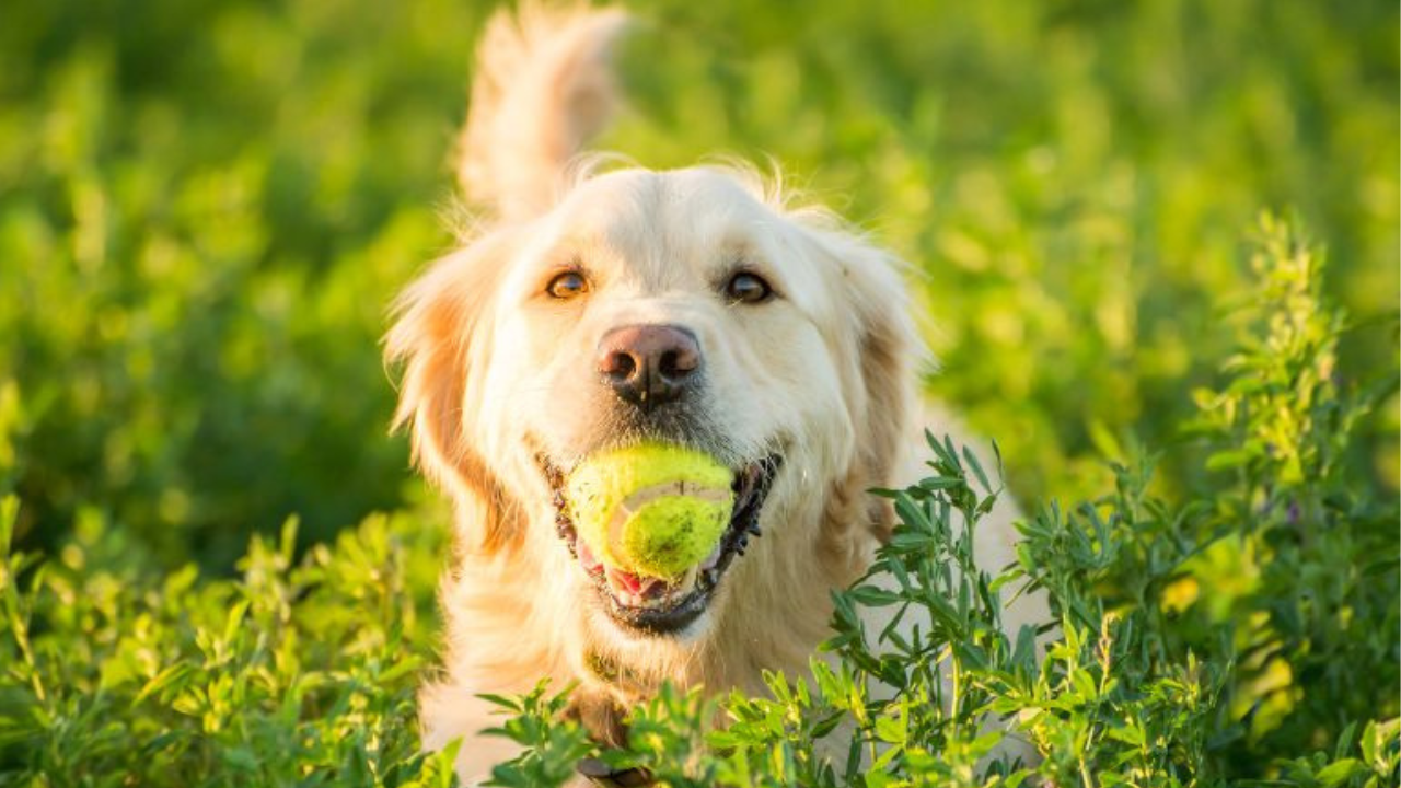 Best Dog Food for Sensitive Stomachs: A Vet-Approved Guide