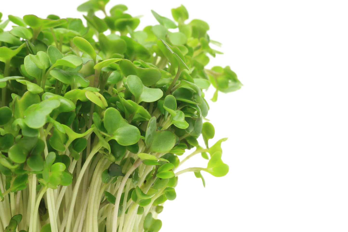 Close-up of fresh green broccoli sprouts with tender stems and leaves